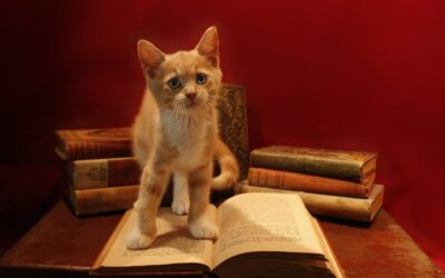 Translating Metaphors: the translator’s challenge