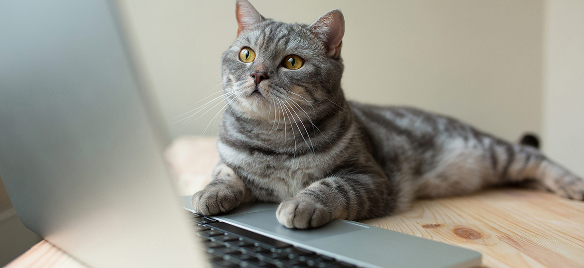 A cat sprawled on a desk, looking at a Computer Assisted Translation screen, hard at work!