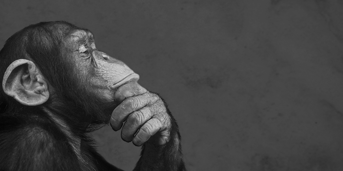 why don't apes ask questions