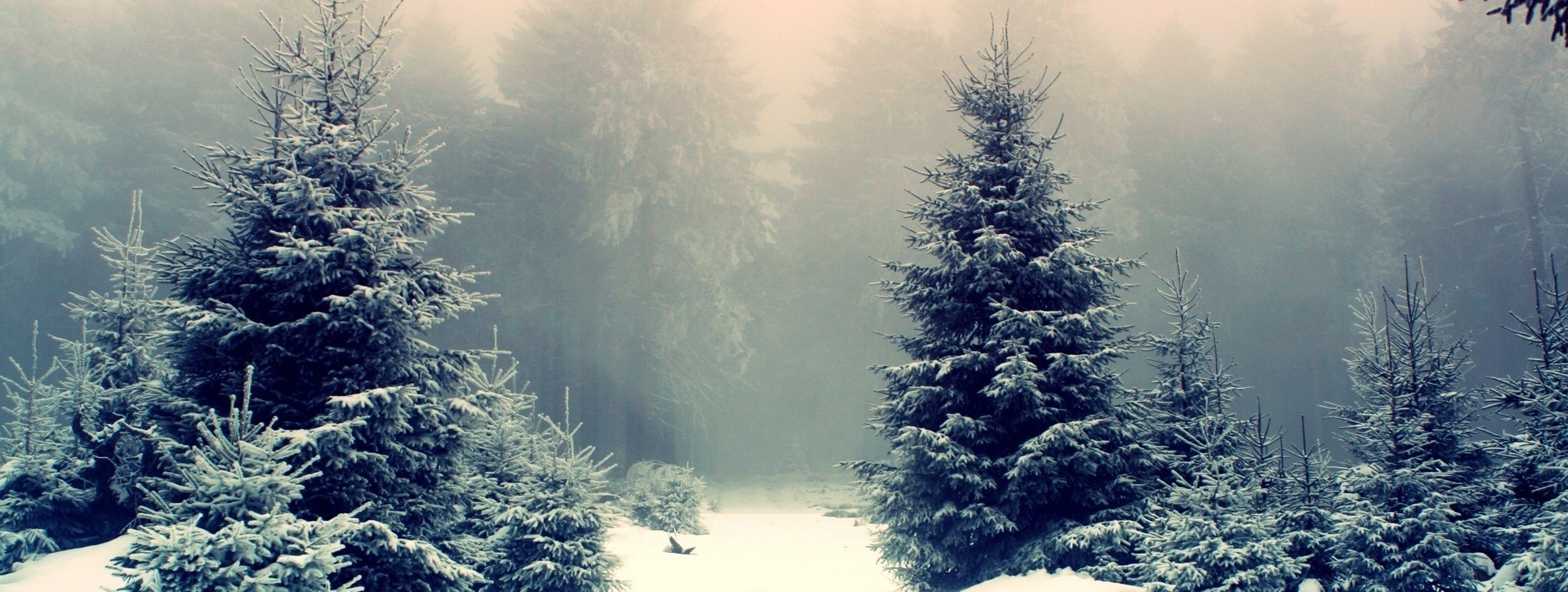 The real story of the Christmas Tree