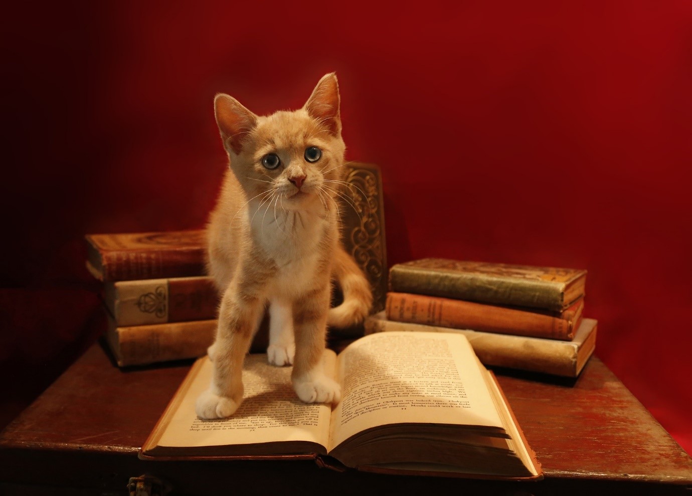 translating metaphors