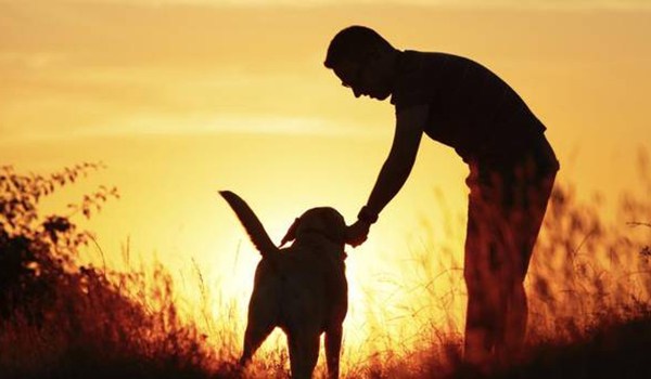 Do dogs understand humans?