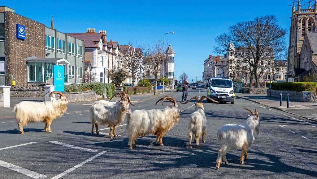 The Names of Nature: Urban Flora and Fauna