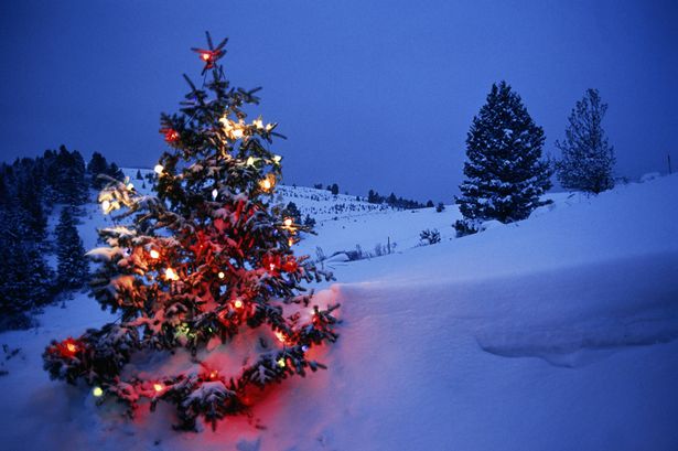 The Strange History of the Christmas Tree