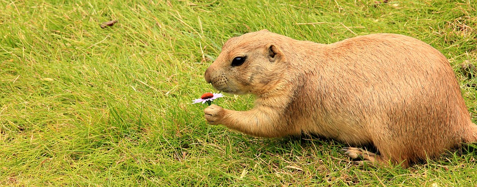 The language of animals